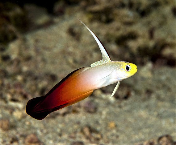 Firefish Goby - Nemateleotris magnifica