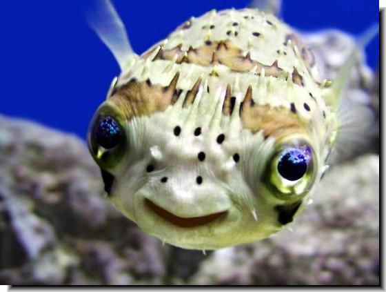 Porcupine Puffer - Diodon holocanthus- M